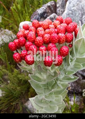 Strawberry everlasting, Syncarpha eximia, Outeniqua Montagne, Garden Route, Sud Africa Foto Stock