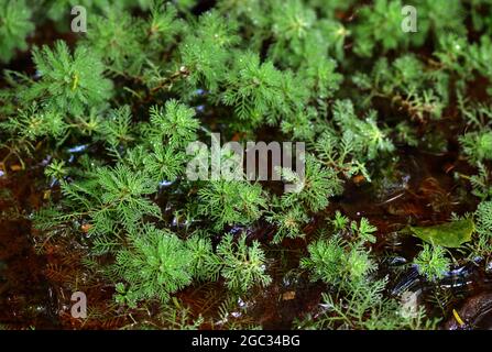 Piume di pappagallo ( Myriophyllum brasiliense) pianta acquatica originaria del Sud America. San Paolo, Brasile Foto Stock