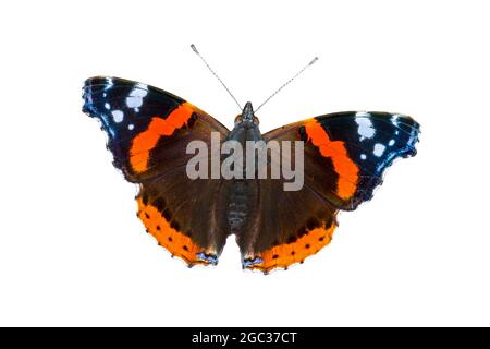 Rosso ammiraglio / rosso ammirevole (Vanessa atalanta) farfalla su sfondo bianco Foto Stock