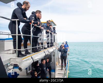 Tour diving con gabbia di squalo, Gansbaai, Sudafrica Foto Stock