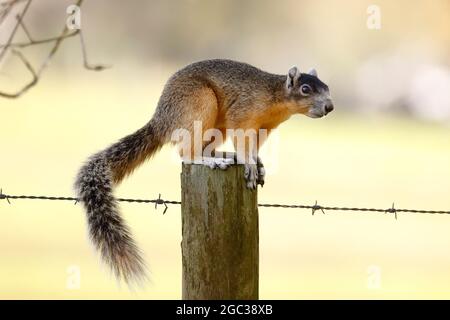 Un grande scoiattolo di volpe di cipresso, Sciurus niger avicennia, che foraggi in habitat di pinete pianeggianti. Foto Stock