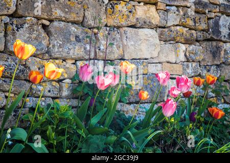 Tulipani che crescono contro un muro di giardino in primavera. Foto Stock