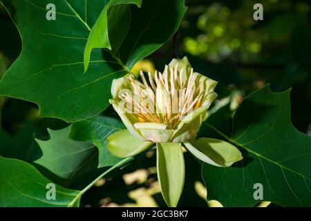Liriodendron tulipifera, conosciuto come l'albero di tulipano, l'albero di tulipano americano, l'albero di tulipano Foto Stock