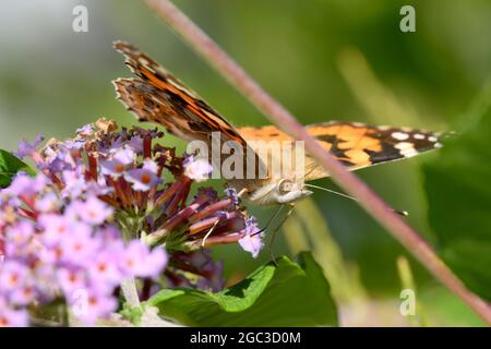 Farfalla dipinta Madonna estrazione nettare Foto Stock