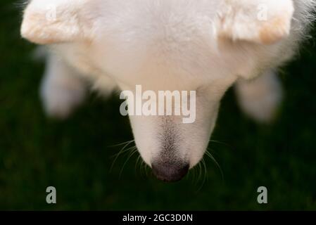 Cane samoiedo Foto Stock