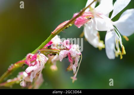 Formiche Hersing afidi Foto Stock