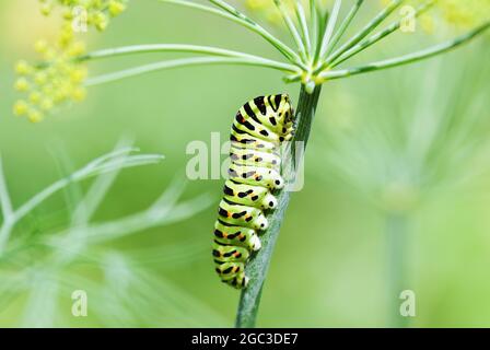 Caterpillar dei polixeni Papilio a coda di rondine nere sulla pianta di aneto Foto Stock