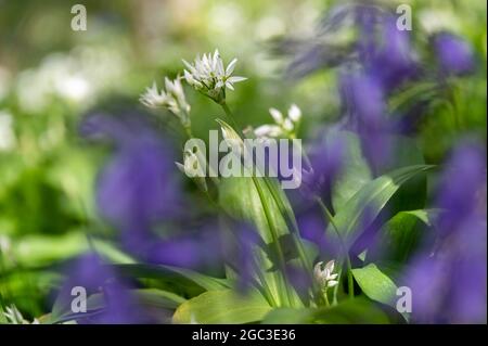 Aglio selvatico e Bluebells nel bosco Foto Stock