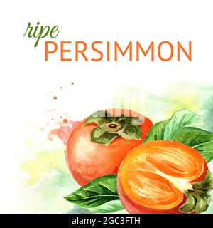 Sfondo persimmon. Illustrazione disegnata a mano con acquerello Foto Stock