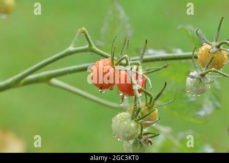 Pomodori ciliegini maturi e non maturi su un cespuglio in un pomeriggio piovoso. Estate. Foto Stock