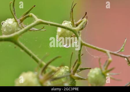 Pomodori ciliegini maturi e non maturi su un cespuglio in un pomeriggio piovoso. Estate. Foto Stock