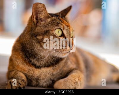 Primo piano di un gatto di Tabby a Taiwan Foto Stock