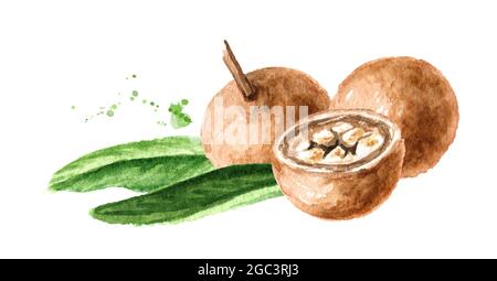 Frutta medica Hydnocarpus anthelminthicus o Chaulmoogra , Illustrazione disegnata a mano di acquerello, isolata su sfondo bianco Foto Stock