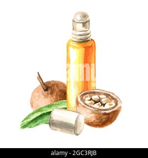 Frutta medica Hydnocarpus anthelminthicus o Chaulmoogra e bottiglia di olio essenziale, acquerello illustrazione disegnata a mano, isolato su sfondo bianco Foto Stock