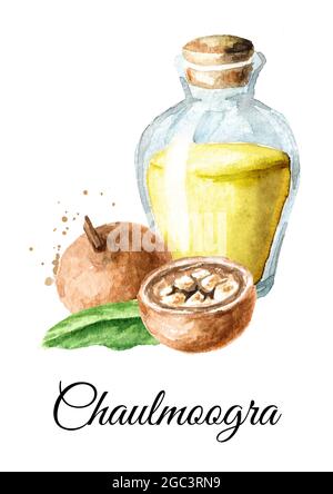 Frutta medica Hydnocarpus anthelminthicus o Chaulmoogra e bottiglia di olio essenziale. Immagine disegnata a mano con acquerello isolata su sfondo bianco Foto Stock