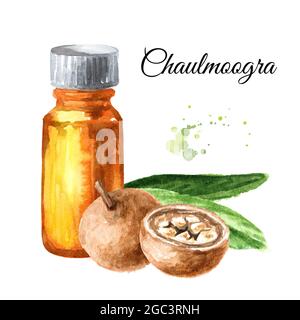 Frutta medica Hydnocarpus anthelminthicus o Chaulmoogra e bottiglia di olio essenziale. Immagine disegnata a mano con acquerello, isolata su sfondo bianco Foto Stock