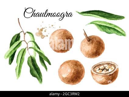 Pianta medica Hydnocarpus anthelminthicus o Chaulmoogra Set, Watercolor illustrazione disegnata a mano isolato su sfondo bianco Foto Stock