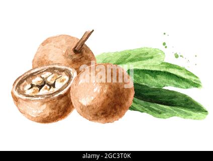 Pianta medica Hydnocarpus anthelminthicus o Chaulmoogra, Watercolor illustrazione disegnata a mano, isolato su sfondo bianco Foto Stock