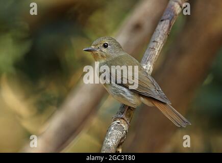 Blue-thorated Blue-flycatcher (Cyornis rubbeculoides) femmina adulta arroccata sul ramo Kaeng Krachan, Thailandia Febbraio Foto Stock