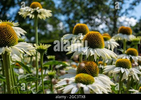 Purpurea di echinacea bianca e gialla fiori di cigno bianco, conosciuti anche come fiori di coneflowers o rudbeckia. Fotografato al giardino RHS Wisley, Surrey UK Foto Stock