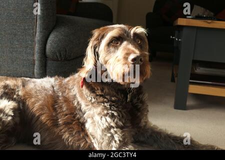 Merlin labradoodle cane Foto Stock