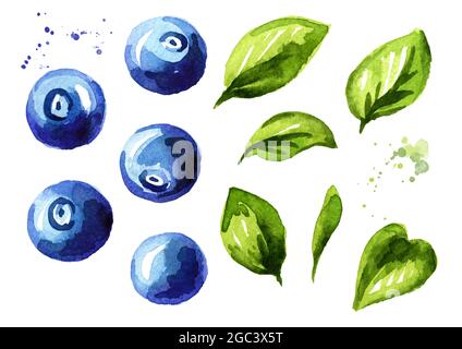 Frutti di bosco e foglie di mirtillo. Illustrazione di acquerello disegnata a mano, isolata su sfondo bianco Foto Stock