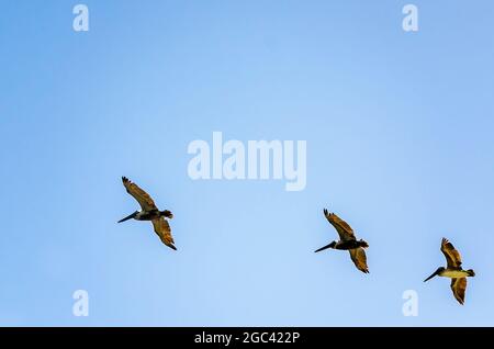 I pellicani bruni volano in alto nel cielo, 13 luglio 2021, a Coden, Alabama. I pellicani vivono in media 15-25 anni in natura. Foto Stock