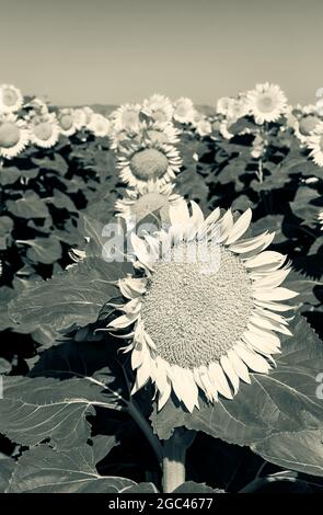 Campo di girasoli in fiore al mattino presto in California Central Valley, Stati Uniti, all'inizio dell'estate, in bianco e nero. Foto Stock