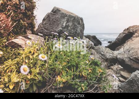Bellissimi fiori di primavera sulla costa della California in una giornata di primavera Foto Stock