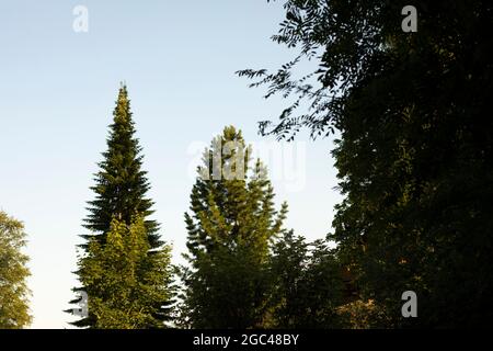 L'abete solitario contro il cielo. L'alto abete rosso si distingue dagli altri alberi. Paesaggio con una foresta. Un albero di altezza record. Abete rosso pianta in estate. Foto Stock