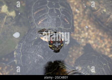 Tartaruga sott'acqua. La tartaruga nuota. Animale decorativo nello stagno. Foto Stock