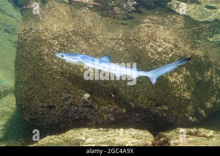 Uno squalo blu giovanile, Prionace glauca, sottomarino vicino al mare, oceano Atlantico, Galizia, Spagna Foto Stock