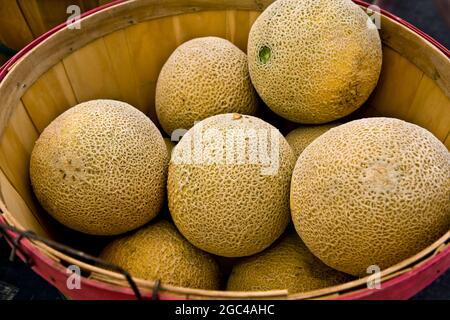 Cestino di bushel di cantaloupes Farmers mercato CO Foto Stock