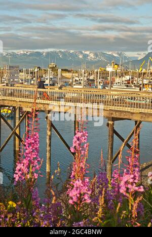 Barche in Marina, Homer spit, Alaska Foto Stock