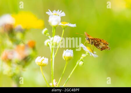 Melitaea didyma, Red-band fritillary o spotted farfalla fritillary che si nutrono di fiori in un colorato prato verde Foto Stock