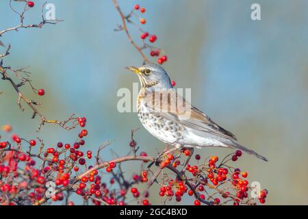 Un Allodole Cesene Beccacce, Turdus pilaris, uccello di mangiare i frutti di bosco su un biancospino bush durante la stagione autunnale. Foto Stock