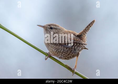 Closeup di un uccello eurasiatico Wren, Troglodytes troglodytes, uccello che canta in una foresta durante la primavera Foto Stock