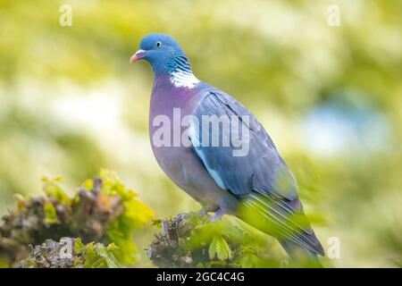 Primo piano di un piccione in legno, columba Palumbus, arroccato in un campo Foto Stock