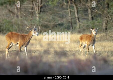 Mouflon (Ovis gmelini) che fora in una foresta Foto Stock