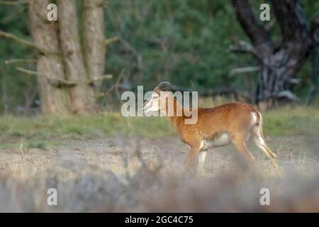 Mouflon (Ovis gmelini) che fora in una foresta Foto Stock