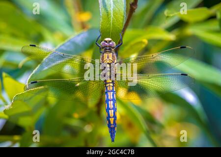 Orthetrum cancrellatum è una libellula dell'Europa e dell'Asia. Una specie femminile sta riposando, riscaldandosi nella luce calda del sole estivo. Foto Stock