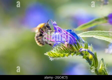 Primo piano di una carda comune bee, Bombus pascuorum, alimentando il nettare di un viola butterfly bush (Buddleia davidii) Foto Stock