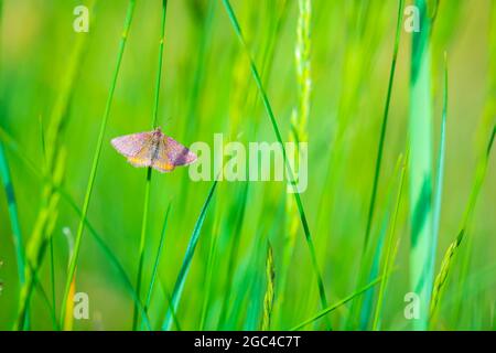 Closeup di una litria cruentaria, falena riposante in un prato verde Foto Stock