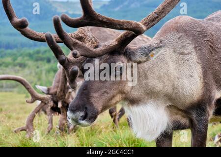 Renna sulle pendici inferiori di Lurcher's Crag, nel Glenmore Forest Park, vicino Aviemore, Scozia Foto Stock