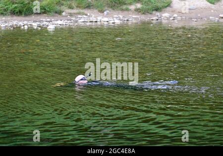 Nuotate in muta al Loch Lomond durante l'estate Foto Stock