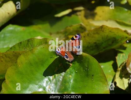 Una farfalla di pavone poggia su una foglia di giglio d'acqua in un parco. Foto Stock