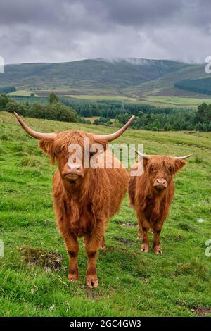 Bestiame delle Highland presso la Balnefettach Estate, Cromdale, vicino Grantown-on-Spey, Speyside, Scozia Foto Stock