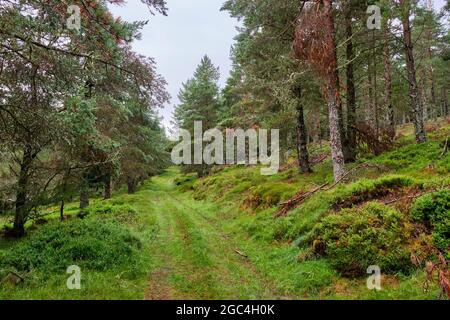 Percorso attraverso la tenuta Balnafettach, vicino a Cromdale, vicino Grantown-on-Spey, Speyside, Scozia Foto Stock