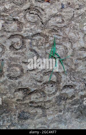 Stampe di zoccoli a terra Foto Stock