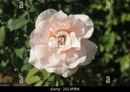 Bella rosa bianca/rosa con sfondo verde a foglia. Stampa digitale di alta qualità che sembrerebbe ottima su tela o cornice. Foto Stock